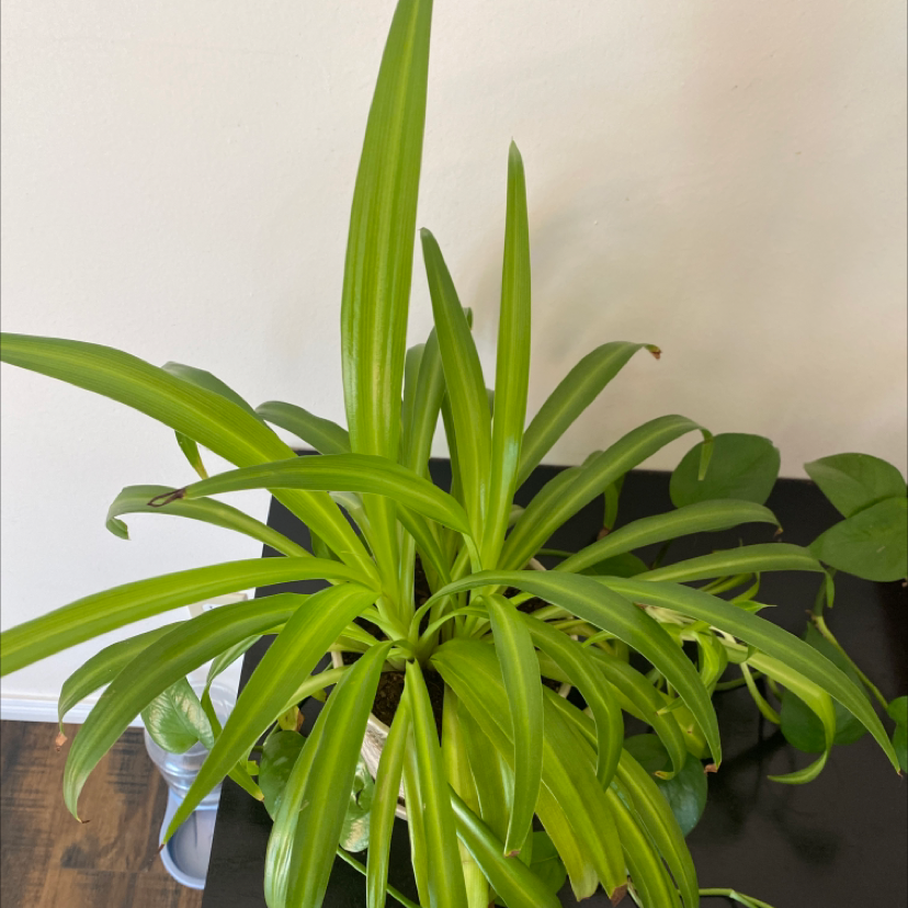 Spider Plant plant photo by Kyah named viridans on Greg, the plant care app.