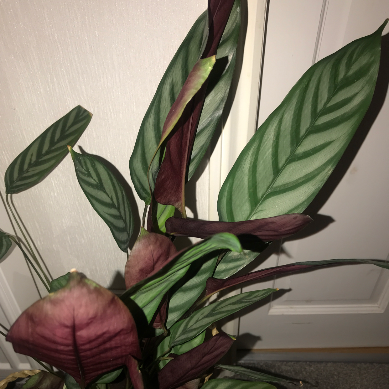 Photo of the plant species Never Never Plant by Aseel named Your plant on Greg, the plant care app