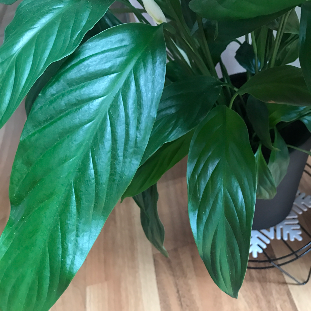 Peace Lily plant photo by Aseel named Your plant on Greg, the plant care app.
