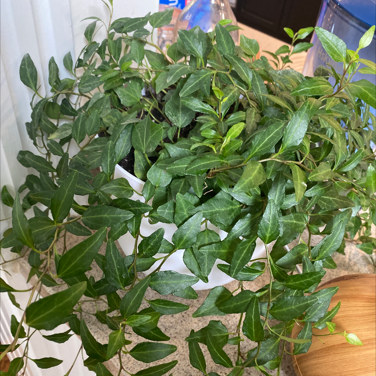 Photo of the plant species Common Periwinkle by Lynn named Dolores on Greg, the plant care app