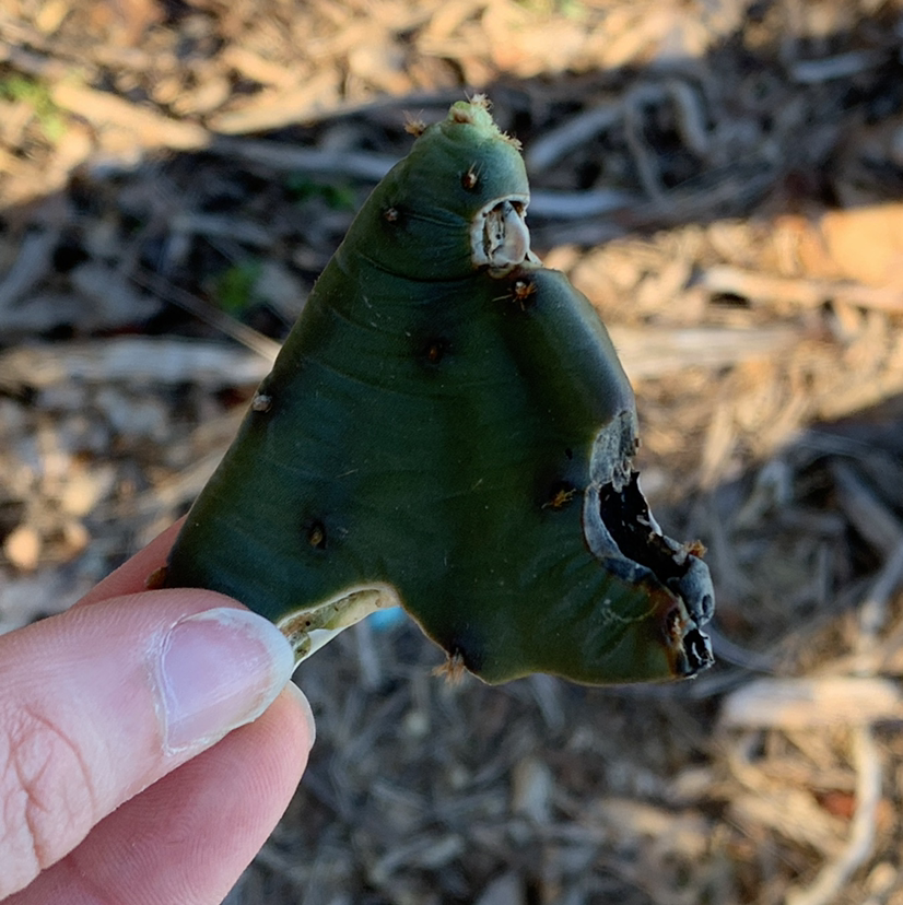 Damaged segment of a Smooth Prickly Pear cactus held by a hand.