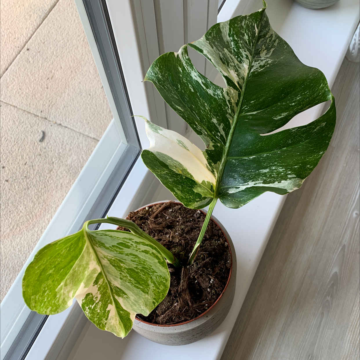 Photo of the plant species Variegated Monstera by @nathalie.marie95 named Verity on Greg, the plant care app