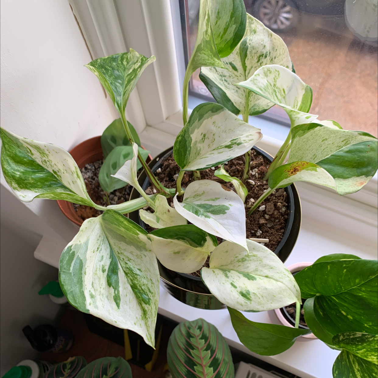 Manjula Pothos plant with variegated leaves near a window.