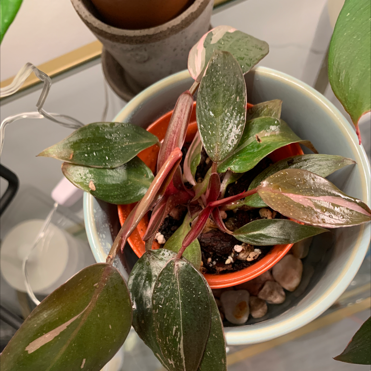 Pink Princess Philodendron in a small pot with variegated leaves showing signs of browning and yellowing.