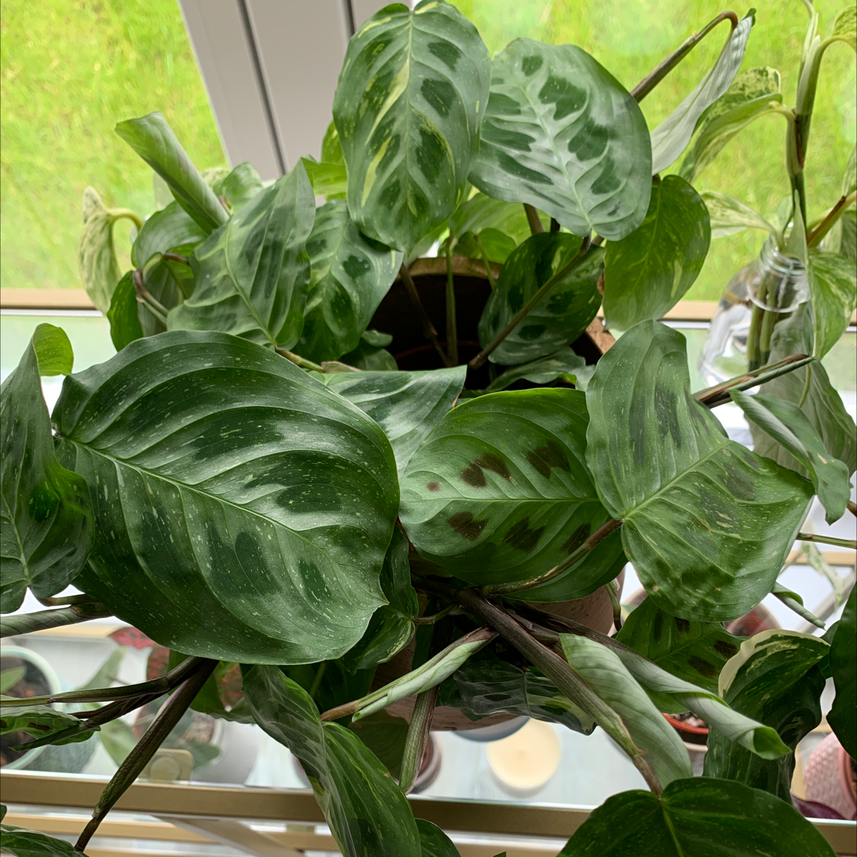 Variegated Prayer Plant with green variegated leaves, some showing browning and yellowing.