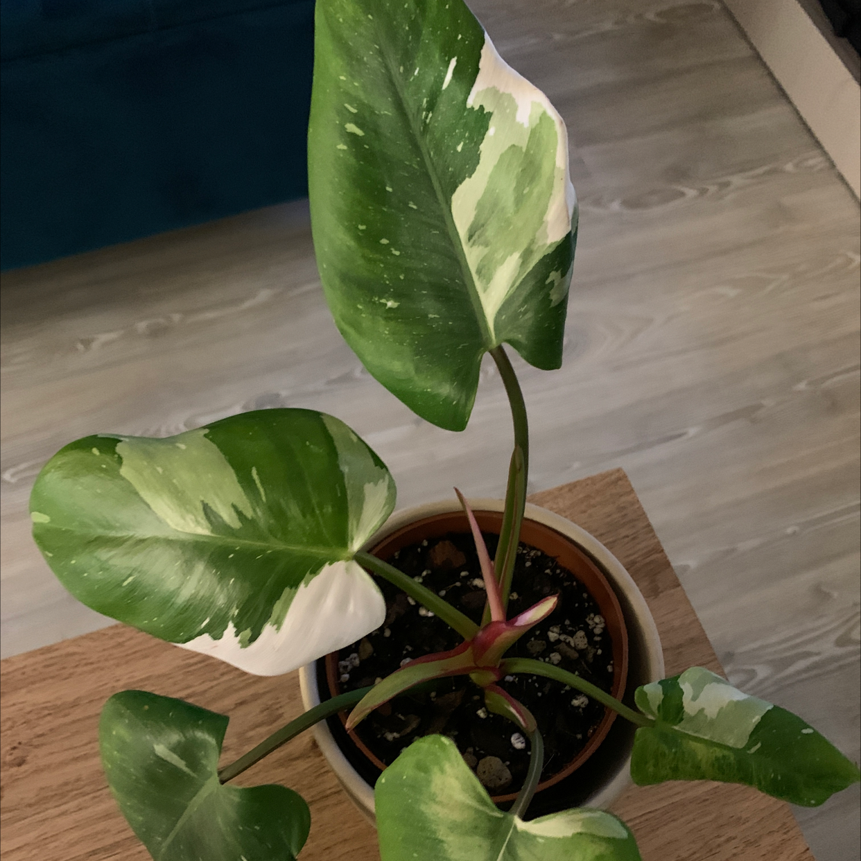 Philodendron 'White Princess' plant with variegated leaves in a pot on a wooden surface.
