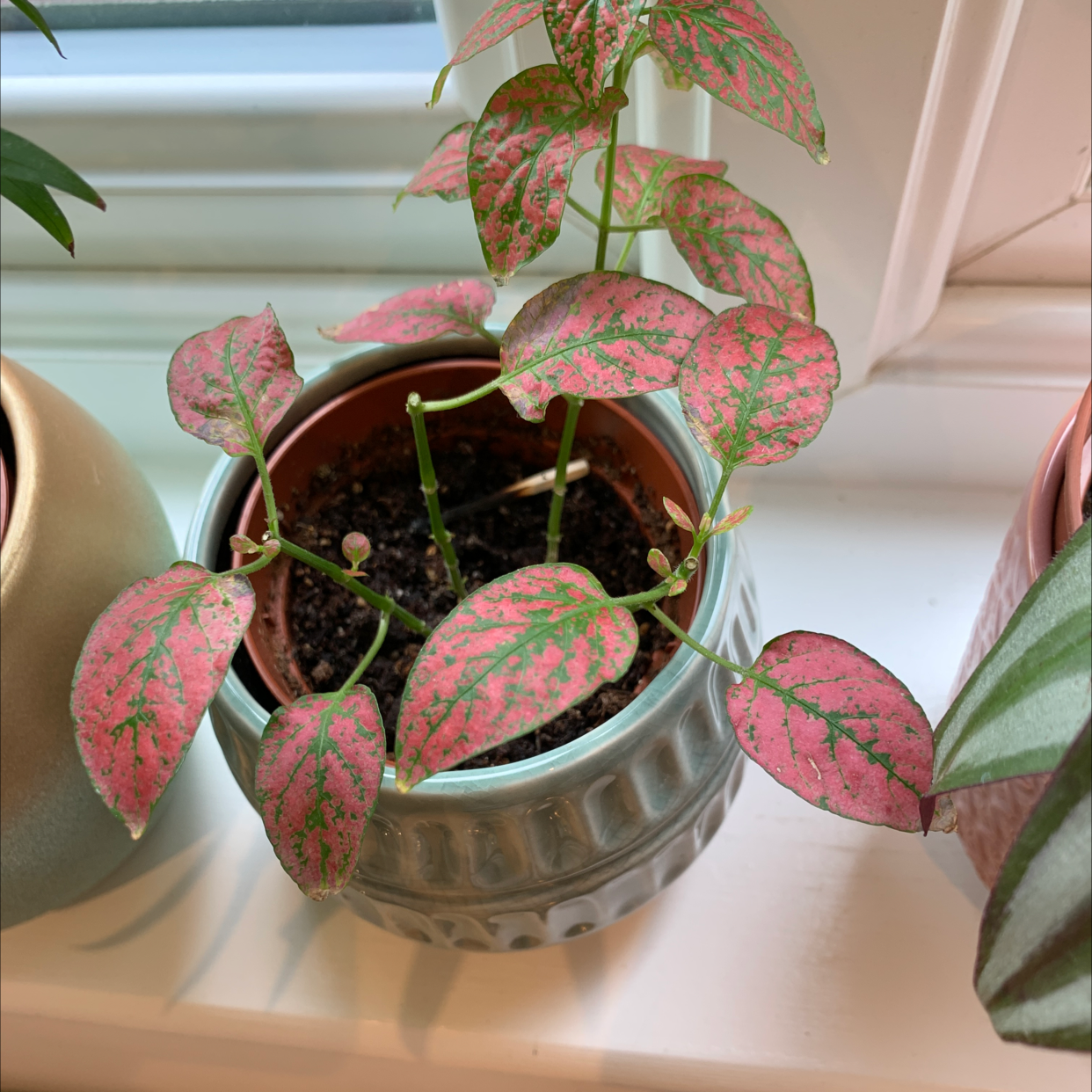 Polka Dot Plant plant photo by @nathalie.marie95 named Red on Greg, the plant care app.