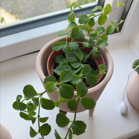 How to care for the Jade Plant