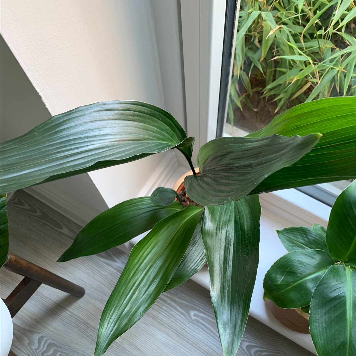 Cast Iron Plant with broad, dark green leaves near a window. No visible discoloration or disease.