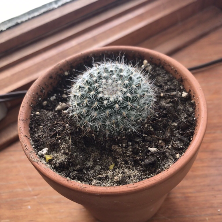 Potted Mammillaria Haageana cactus on a windowsill with visible soil.