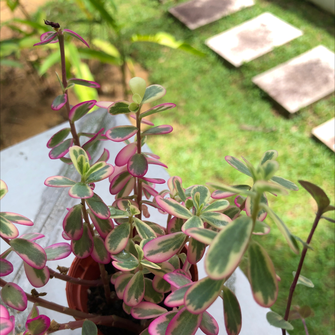 Photo of the plant species Portulaca oleracea 'Variegata' by Olivia named moneyface on Greg, the plant care app