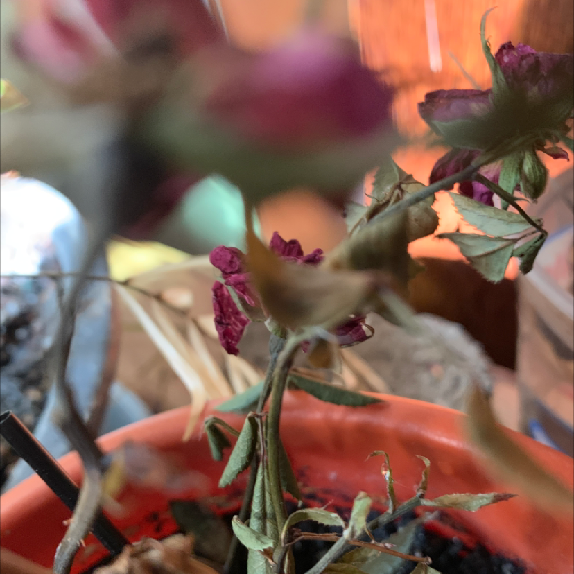 Potted Multiflora Rose with discolored and wilted leaves, visible flowers, and soil.