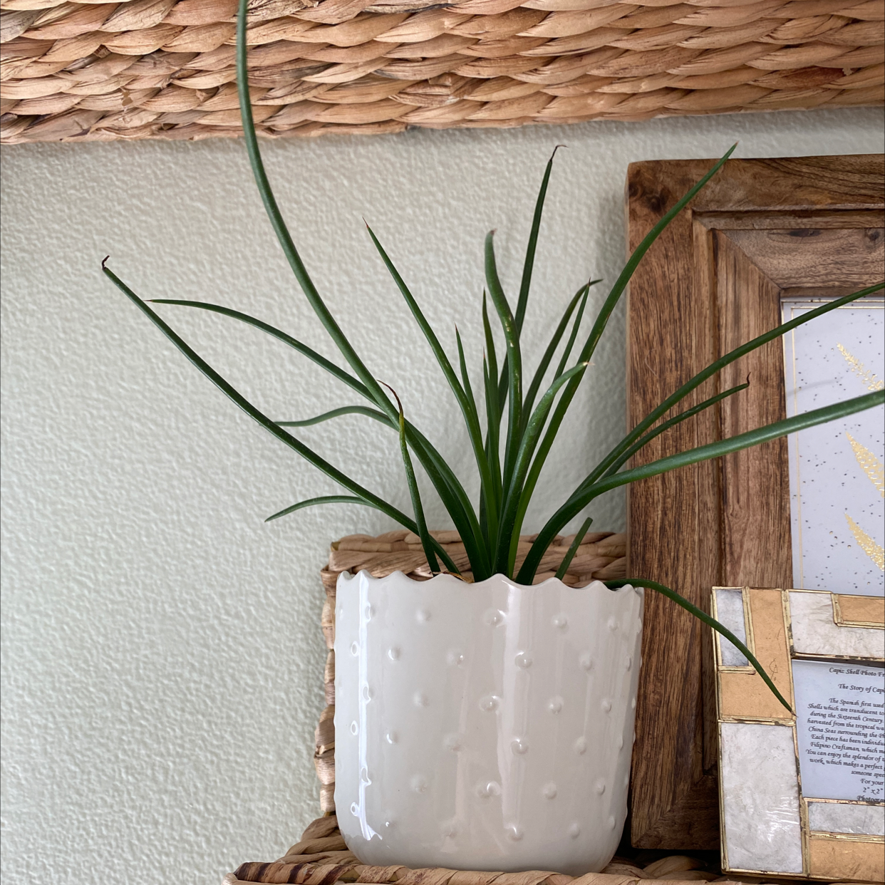 Photo of the plant species Succulent Swedish Ivy by Samantha named Pines on Greg, the plant care app