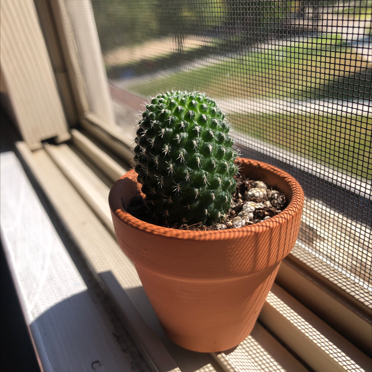 Photo of the plant species Simpson Hedgehog Cactus by @Angelica.gx7 named Splinter on Greg, the plant care app