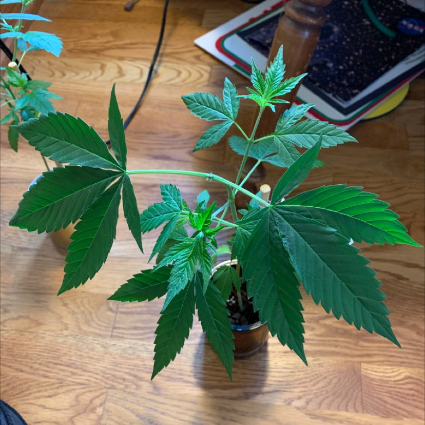 Marijuana plant photo by Emma named Harold the Hemp on Greg, the plant care app.