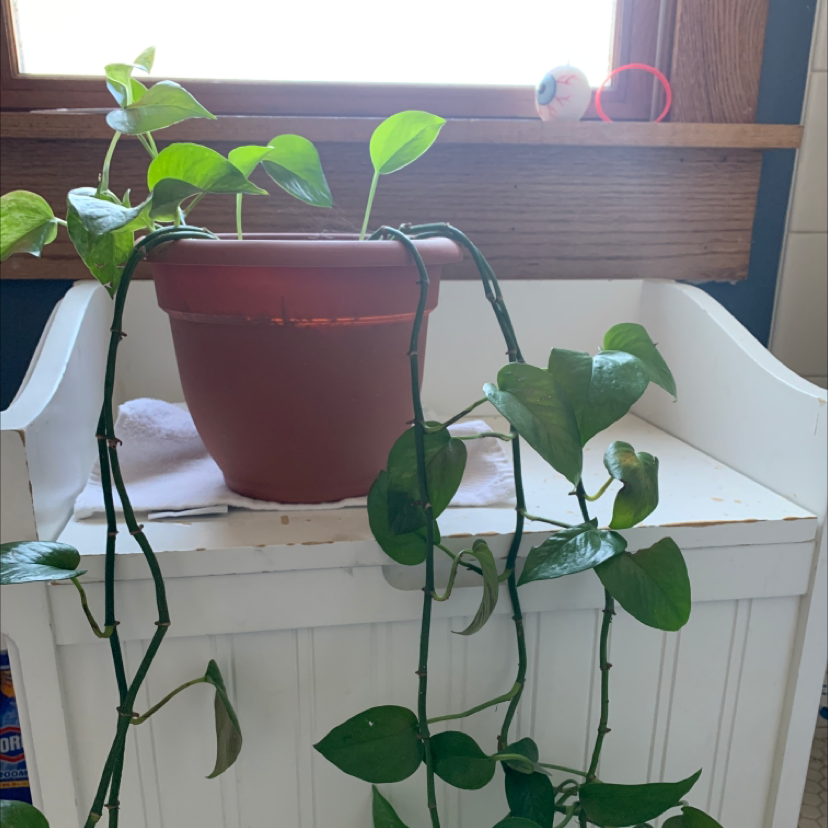 Taro Vine plant photo by Emma named Poseidon the Pothos on Greg, the plant care app.