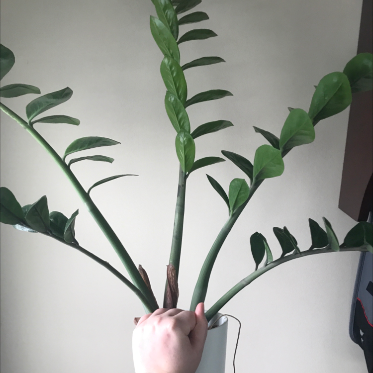 Zamioculcas Zamiifolia plant photo by @Lordreptilicus named Zoomer on Greg, the plant care app.