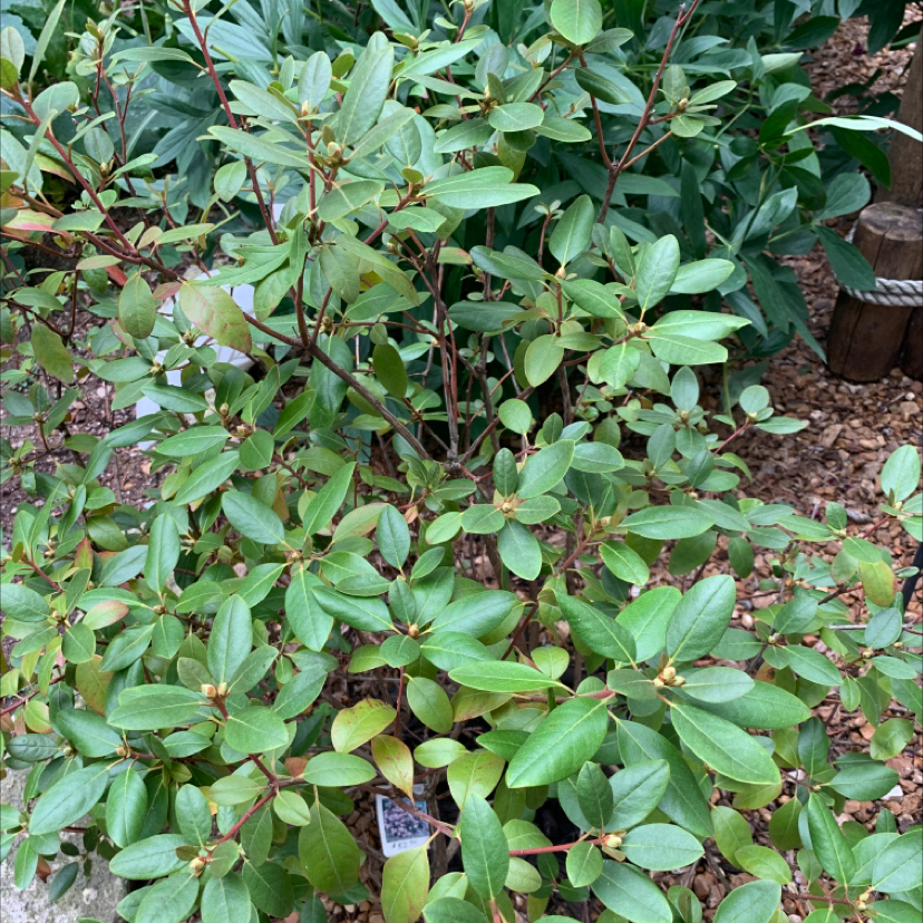 Photo of the plant species Piedmont rhododendron by Kathy named Rodenduim on Greg, the plant care app