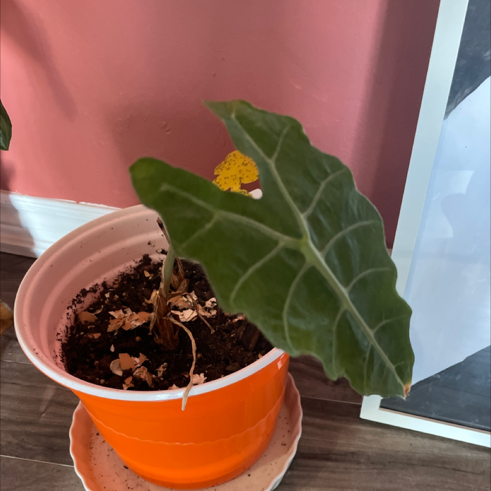 Photo of the plant species Quito-Orange by Mildred named Sigmund on Greg, the plant care app