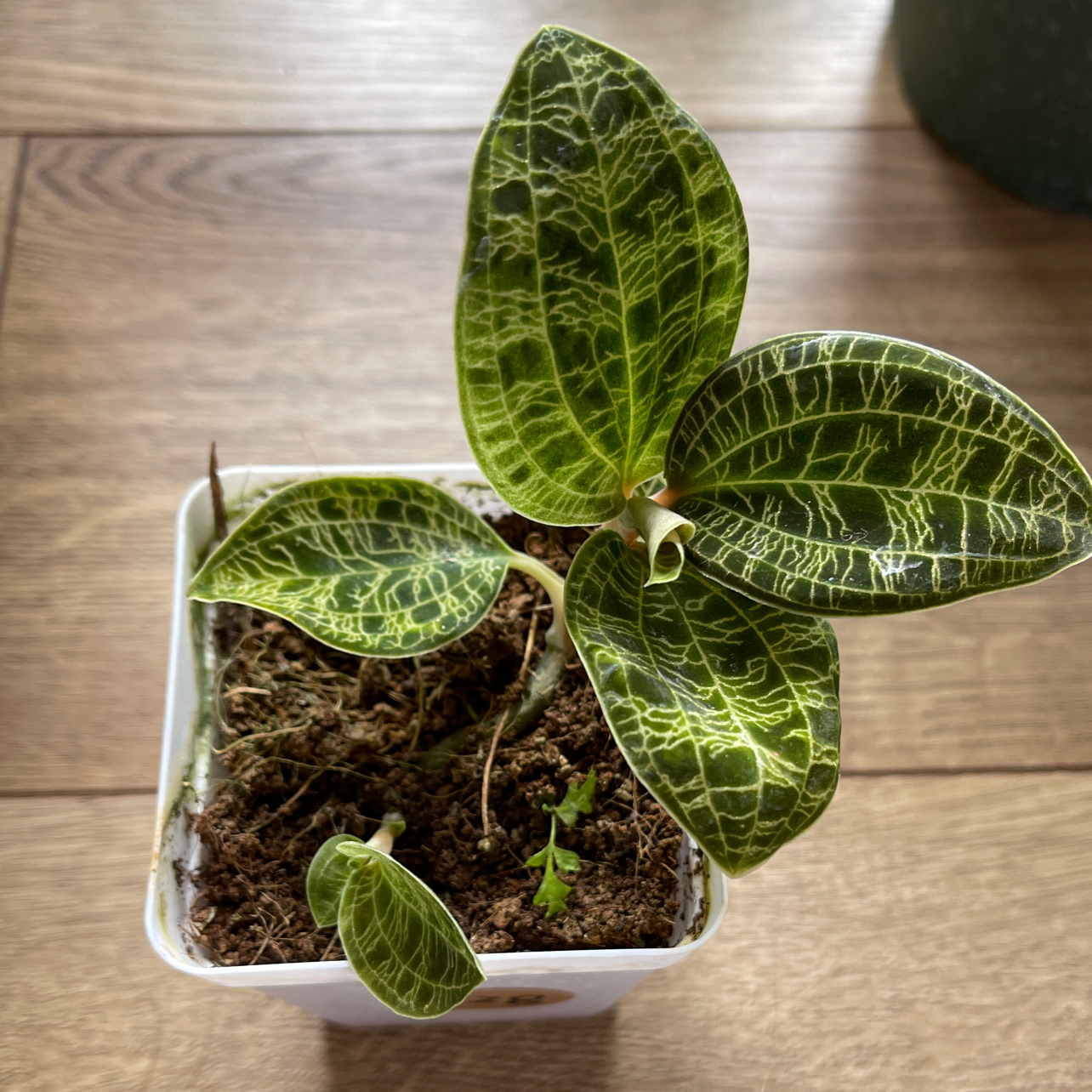 Soil Recommendations for Downy Rattlesnake Plantain