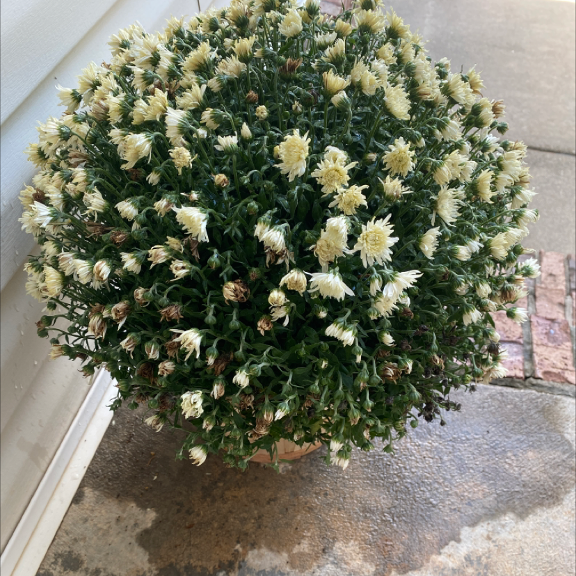 Florist's Daisy plant with numerous white flowers, some wilting, in a pot on a concrete surface.