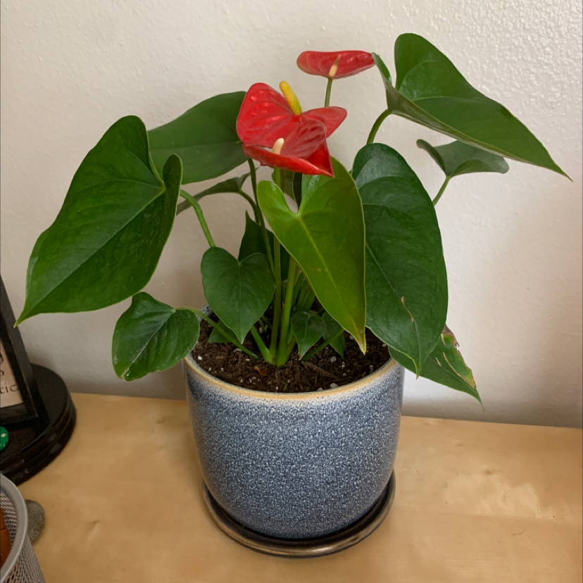 Painter's Palette plant photo by @CardiacMary named Sofia on Greg, the plant care app.