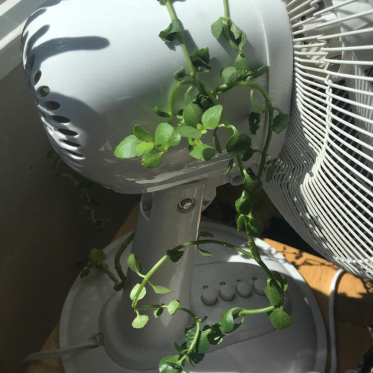 String of Nickels plant growing around a fan, appears healthy with green leaves.