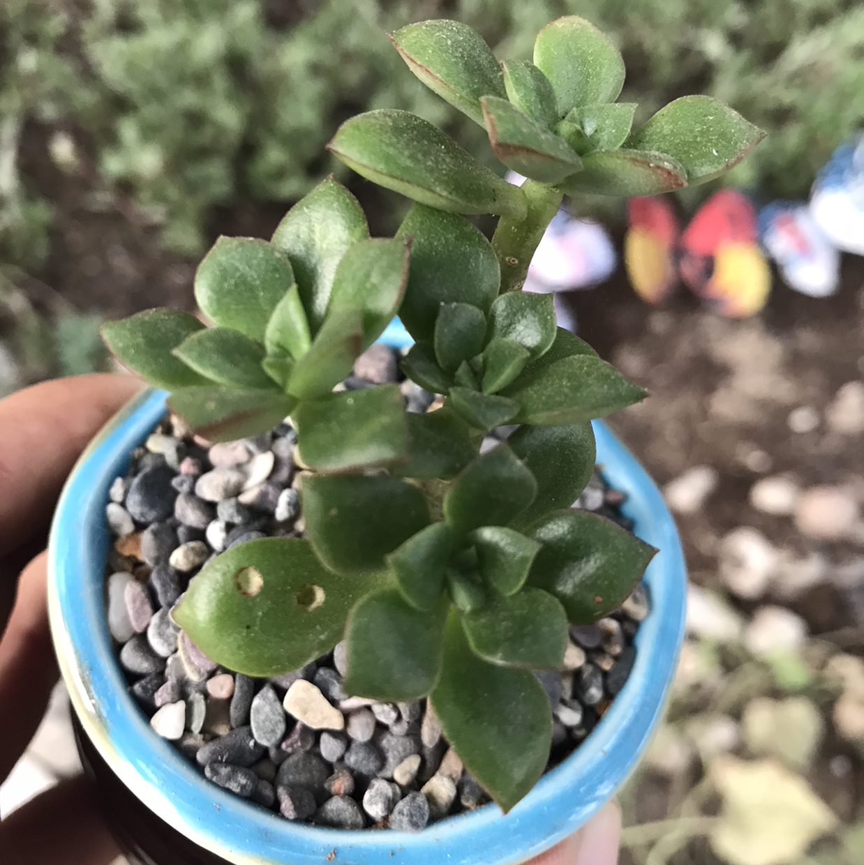 Photo of the plant species Echeveria supia by Veyra named echeveria supia on Greg, the plant care app