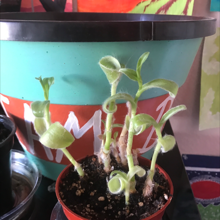 White Velvet plant photo by @Teddy named Harmony on Greg, the plant care app.