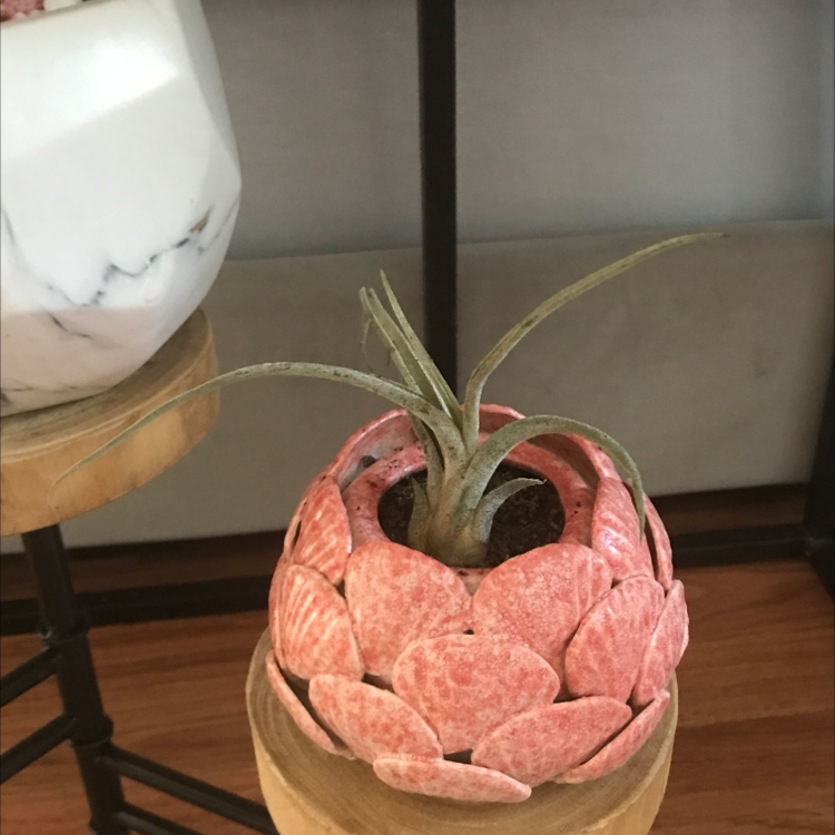 Bulbosa Air Plant in a decorative pot with visible soil, well-framed and in focus.