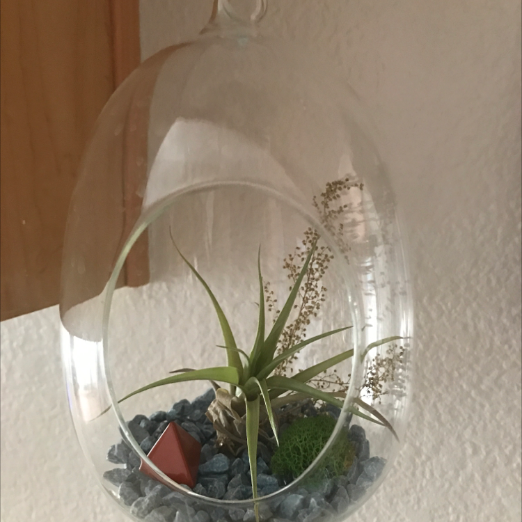 Fishbone Air Plant in a glass terrarium with decorative elements and stones.