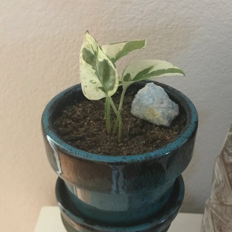 Taro Vine plant photo by @Teddy named Nithin on Greg, the plant care app.