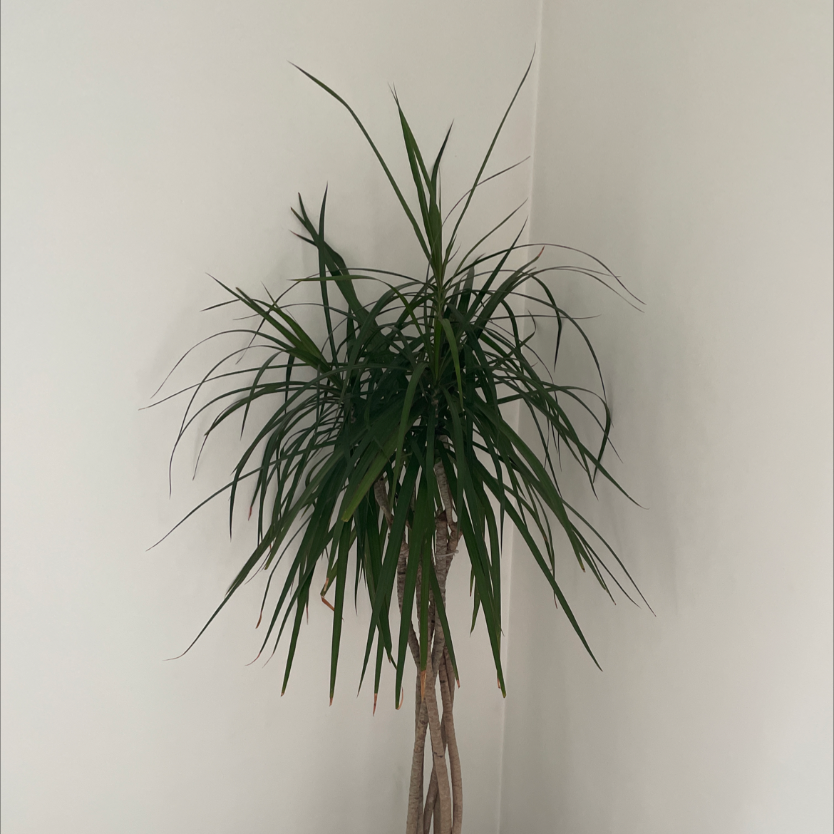 Dracaena 'Ray of Sunshine' plant with long, narrow green leaves against a plain background.