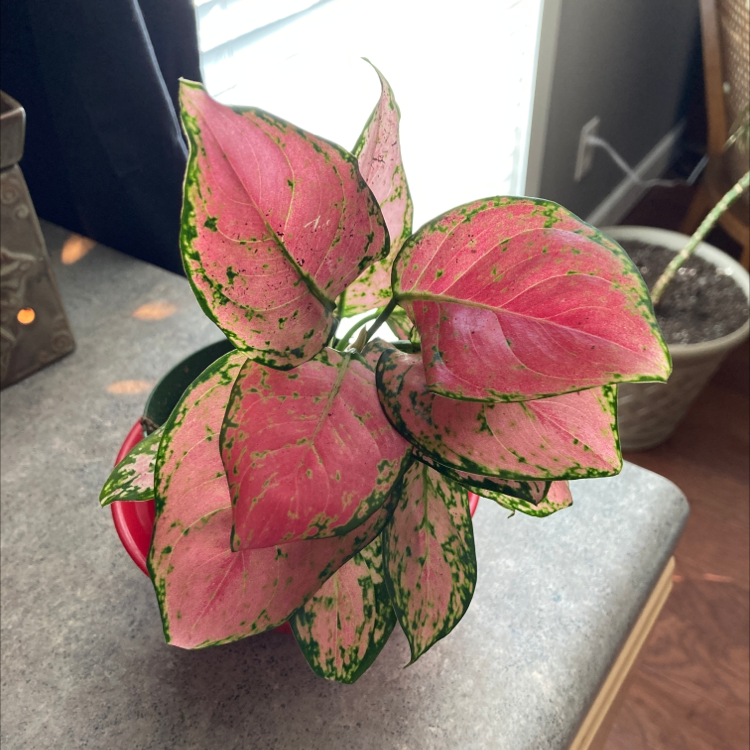 Pink Splash Are Aglaonema Poisonous To Dogs Best Potting Soil Mix For  Aglaonema 'Pink Splash'