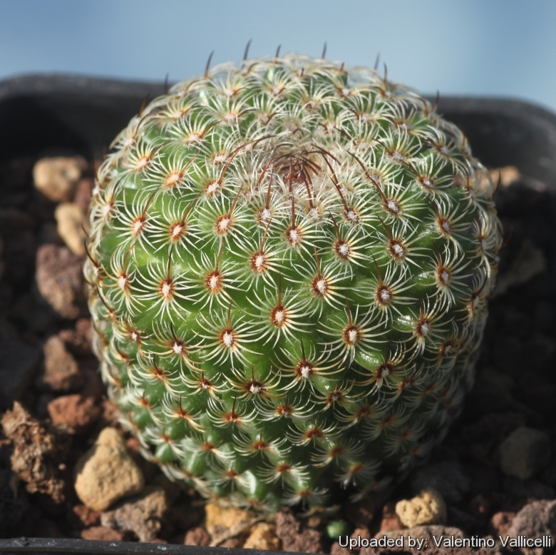 Photo of the plant species Mammillaria huitzilopochtli by @Concopa named Orwell on Greg, the plant care app