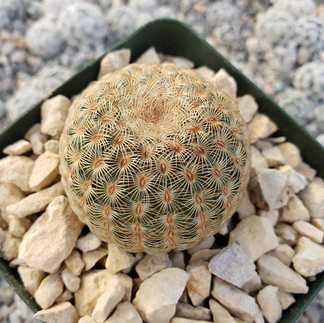 Arizona Rainbow Cactus in a small pot with rocky soil, appearing healthy.