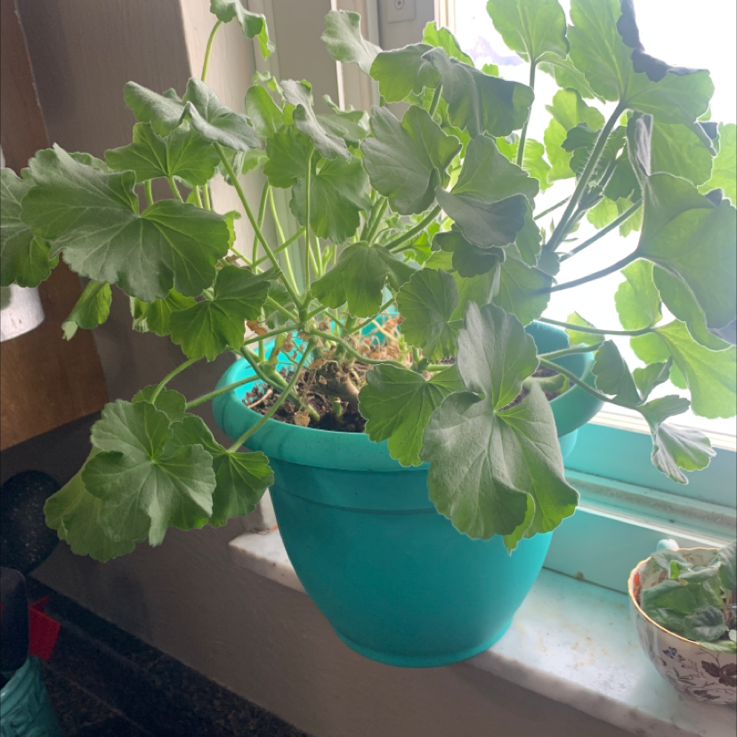 Zonale Geranium in a blue pot on a windowsill, healthy green leaves.