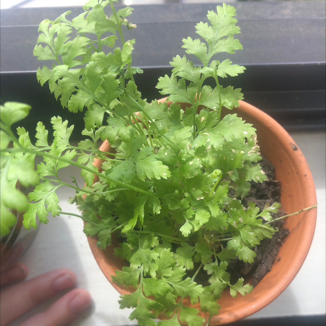 Potted Hen and Chicken Fern with green fronds, healthy appearance.