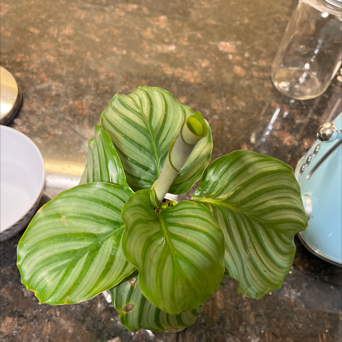 Calathea Orbifolia plant photo by @LinahSofi named Brave on Greg, the plant care app.