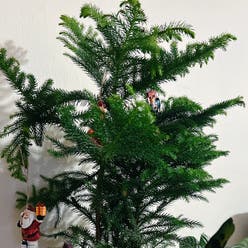 Norfolk Island Pine plant