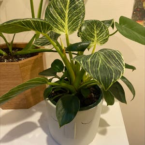 Philodendron Birkin plant photo by Eliza named timothee chalamet on Greg, the plant care app.