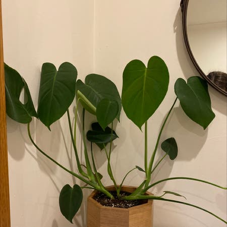 Photo of the plant species Dwarf Monstera Deliciosa by Eliza named harry styles on Greg, the plant care app