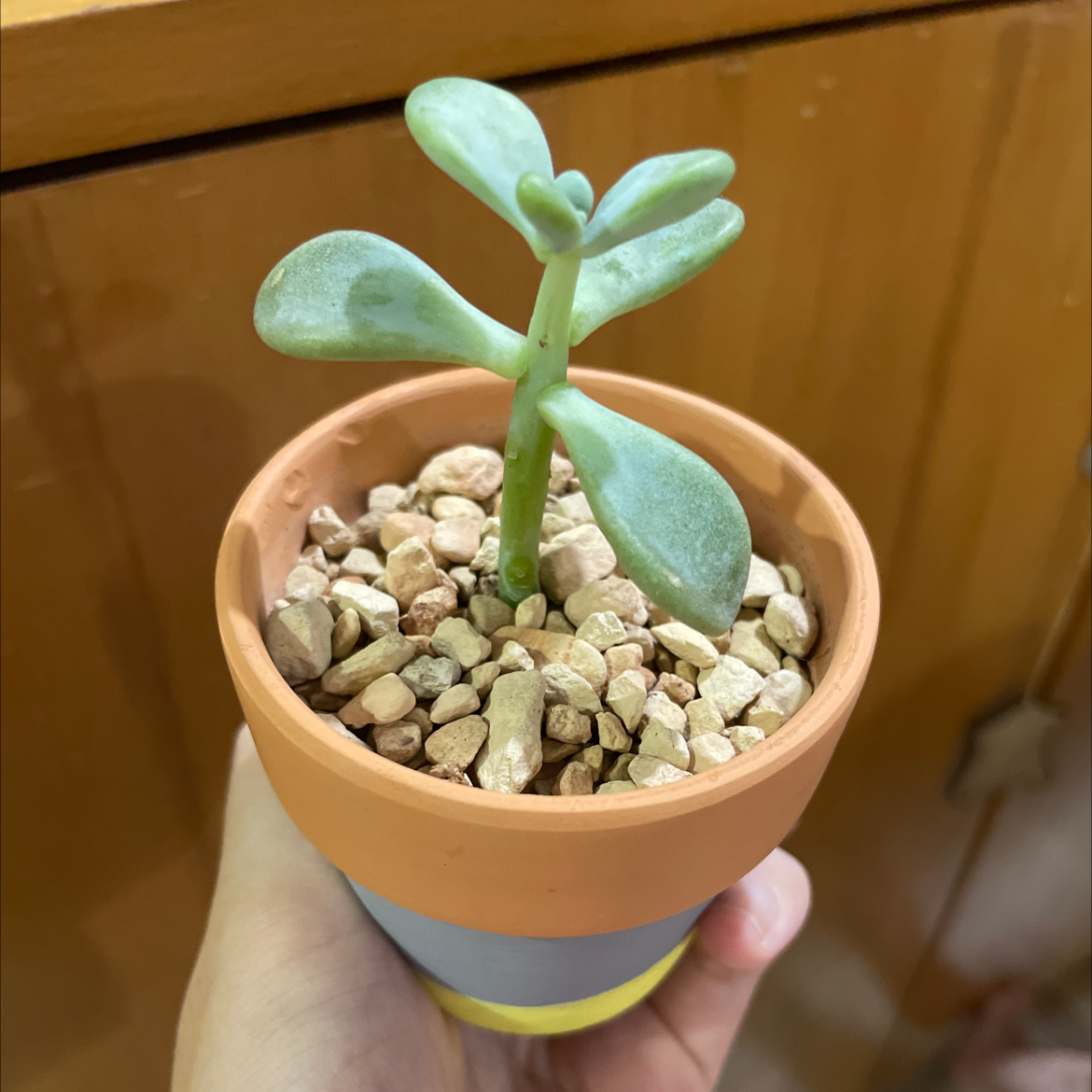 Photo of the plant species Beautiful Graptopetalum by @alig06 named Mother Phat Leaves on Greg, the plant care app