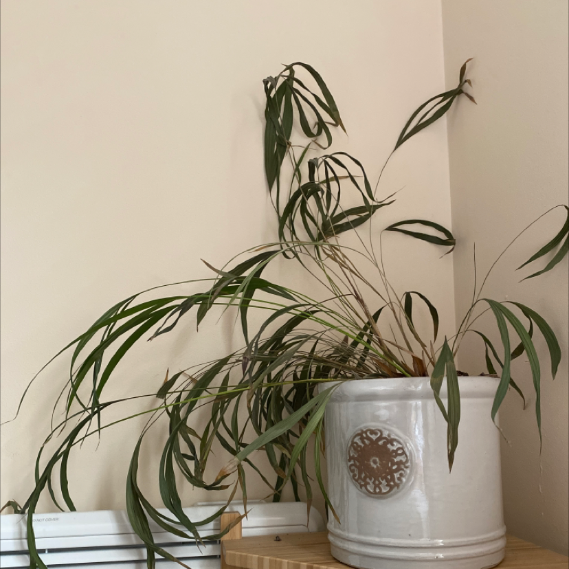 Ficus Alii plant in a white pot with elongated, drooping leaves, placed on a wooden surface.