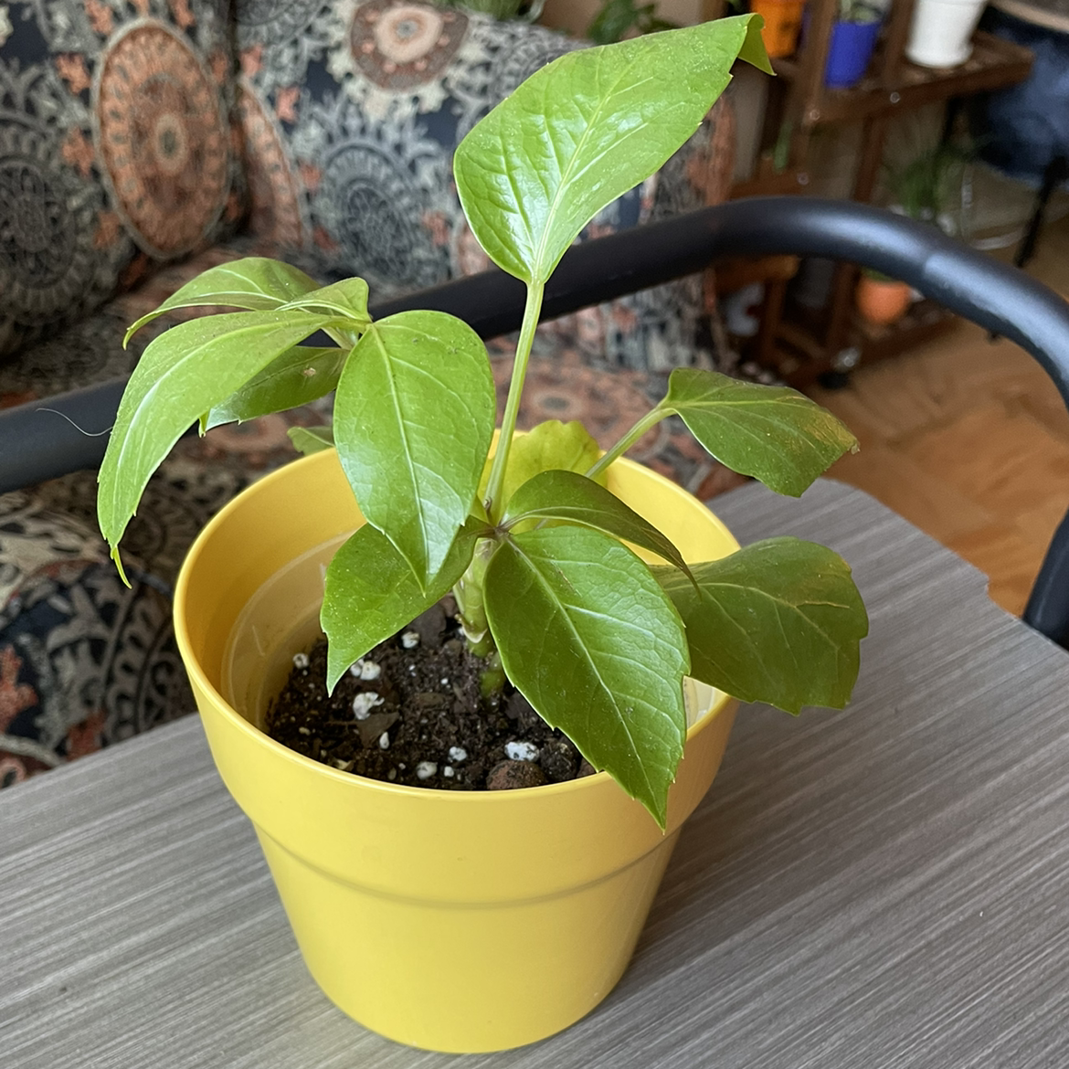 Photo of the plant species Neon Umbrella Tree by @GroundedGoddess named Your plant on Greg, the plant care app