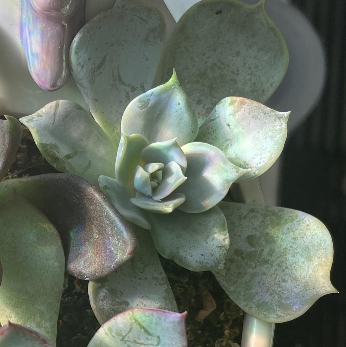Echeveria 'Lola' succulent with some leaf discoloration, well-framed and centered.