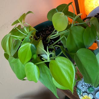 Philodendron Lemon Lime plant in New York, New York