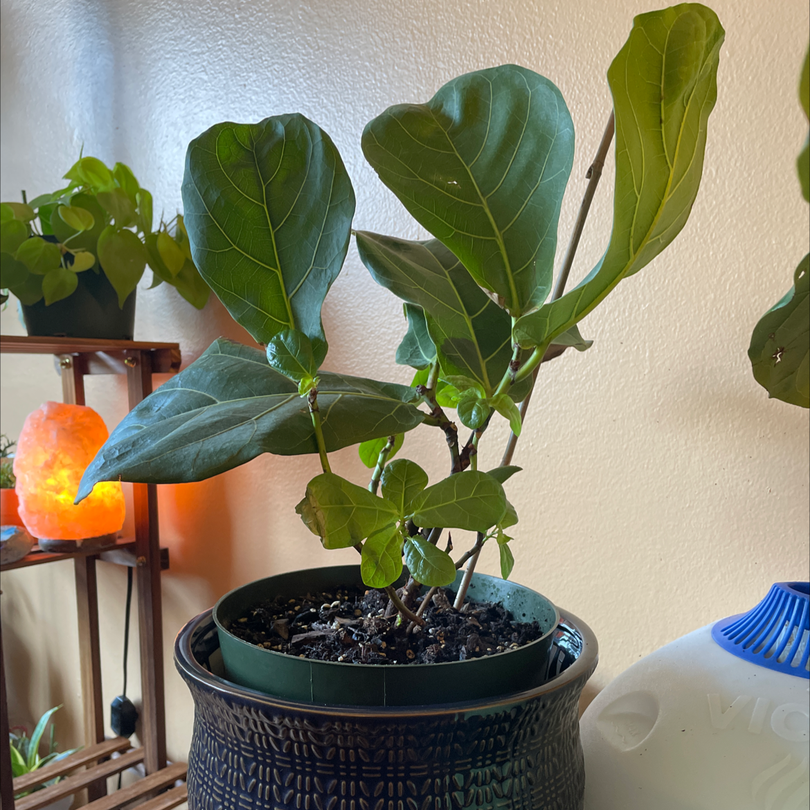 Dwarf Fiddle Leaf Fig plant in a pot with healthy green leaves.