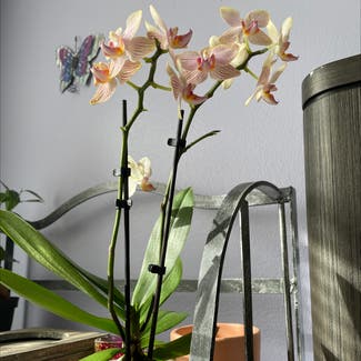 Mini Phalaenopsis Orchid plant in New York, New York
