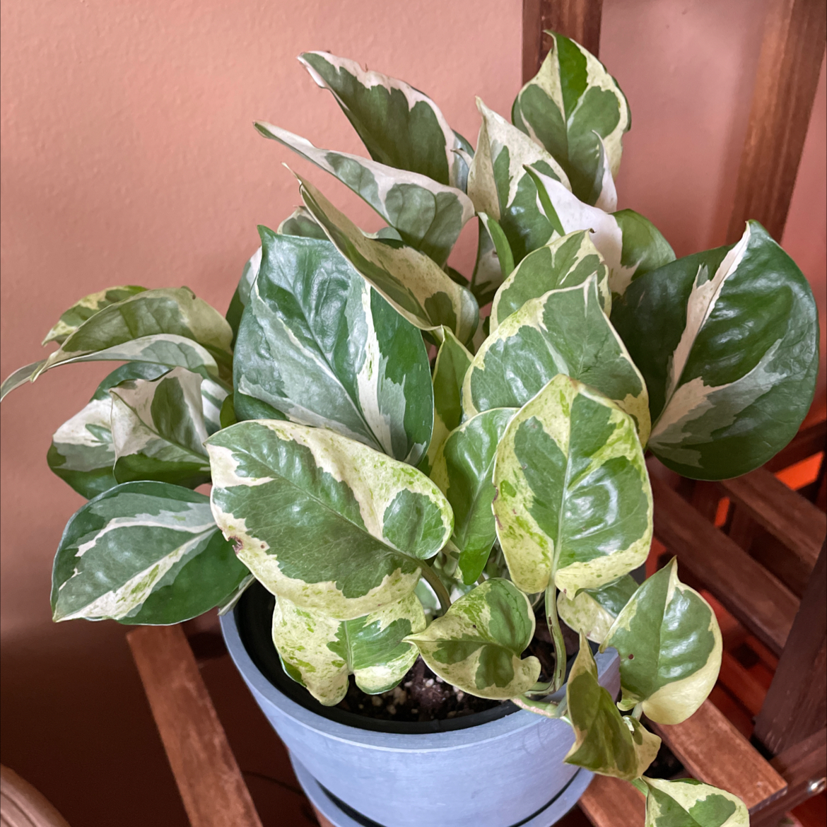 Glacier Pothos plant in a blue pot with variegated green and white leaves, some yellowing and browning.